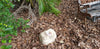 PET Memorial Rock Urn 1200